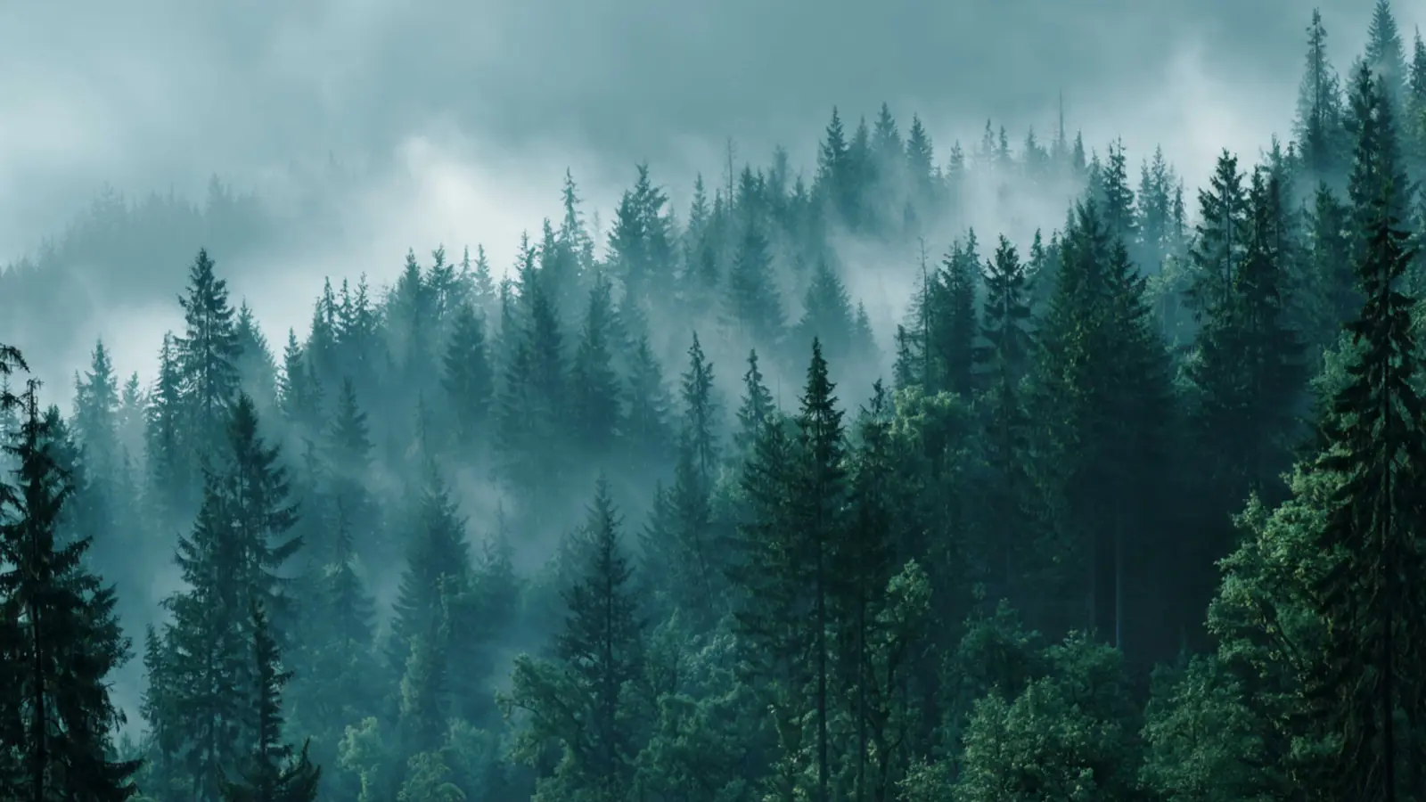 Dense pine forest wrapped in layered fog