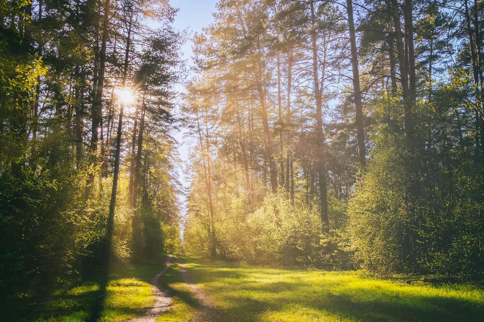Sunlight streaming through pine trees onto a forest path