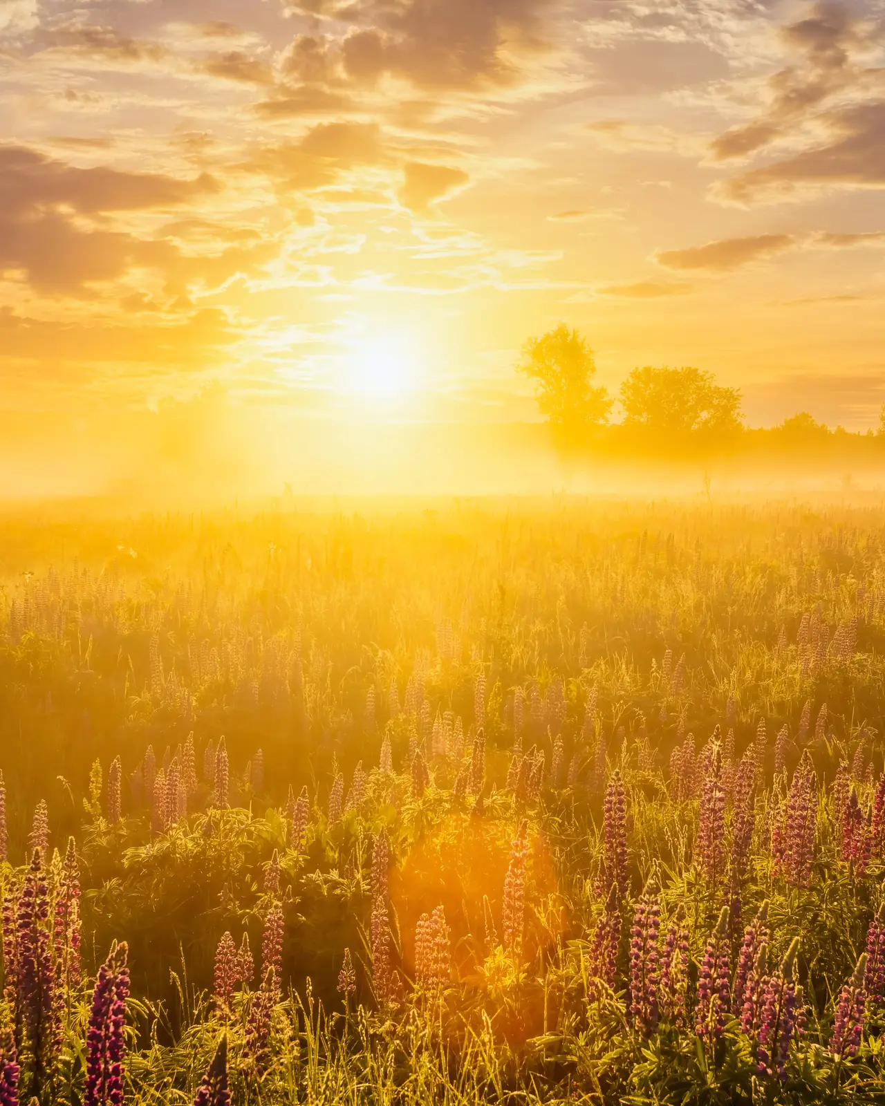 Morning sun breaking through fog over a field of wild lupines