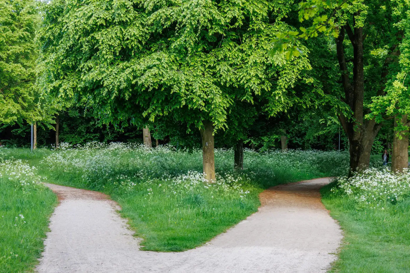 A forest path dividing into two directions