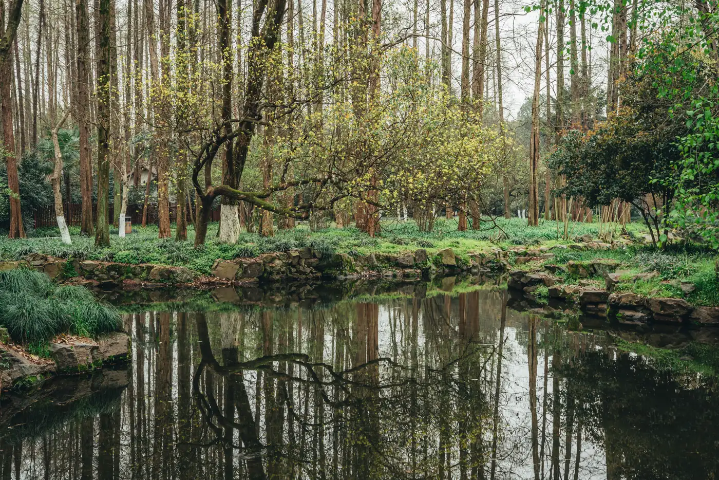 A perfectly still forest pond reflecting the trees