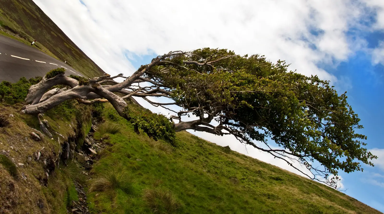 A tree bending in strong wind on an open hillside
