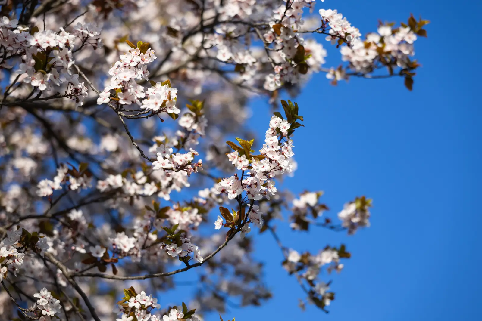 A tree in full spring blossom against a soft blue sky