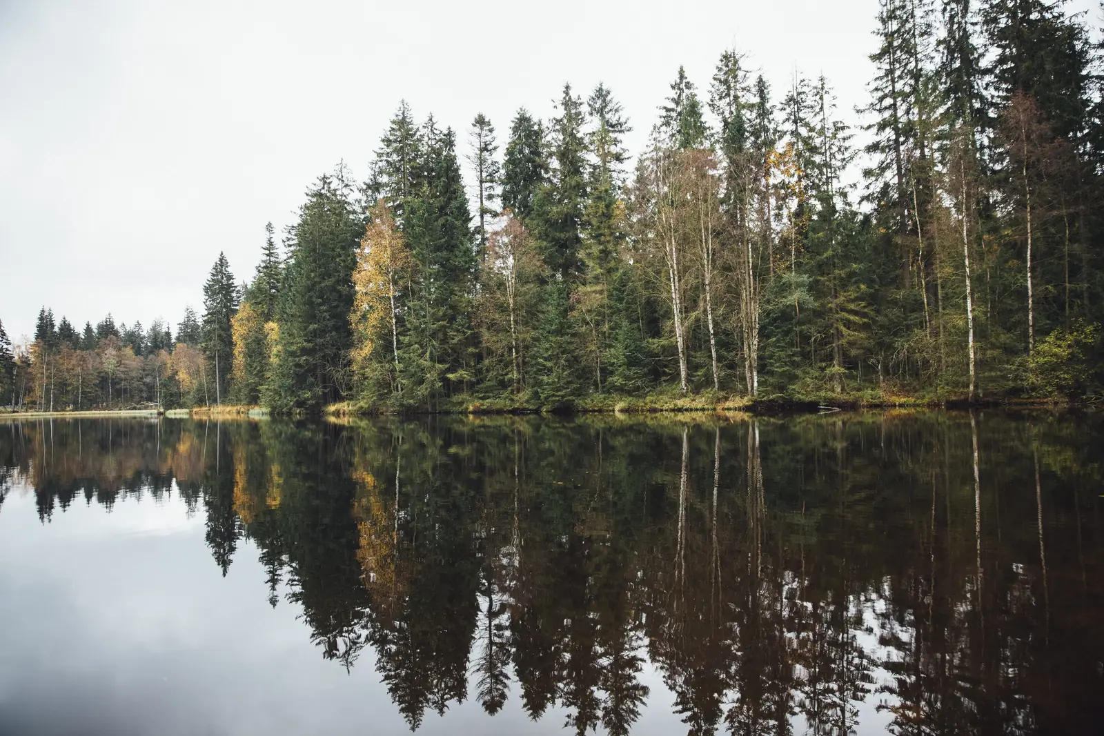 Trees on a lakeshore mirrored in still water
