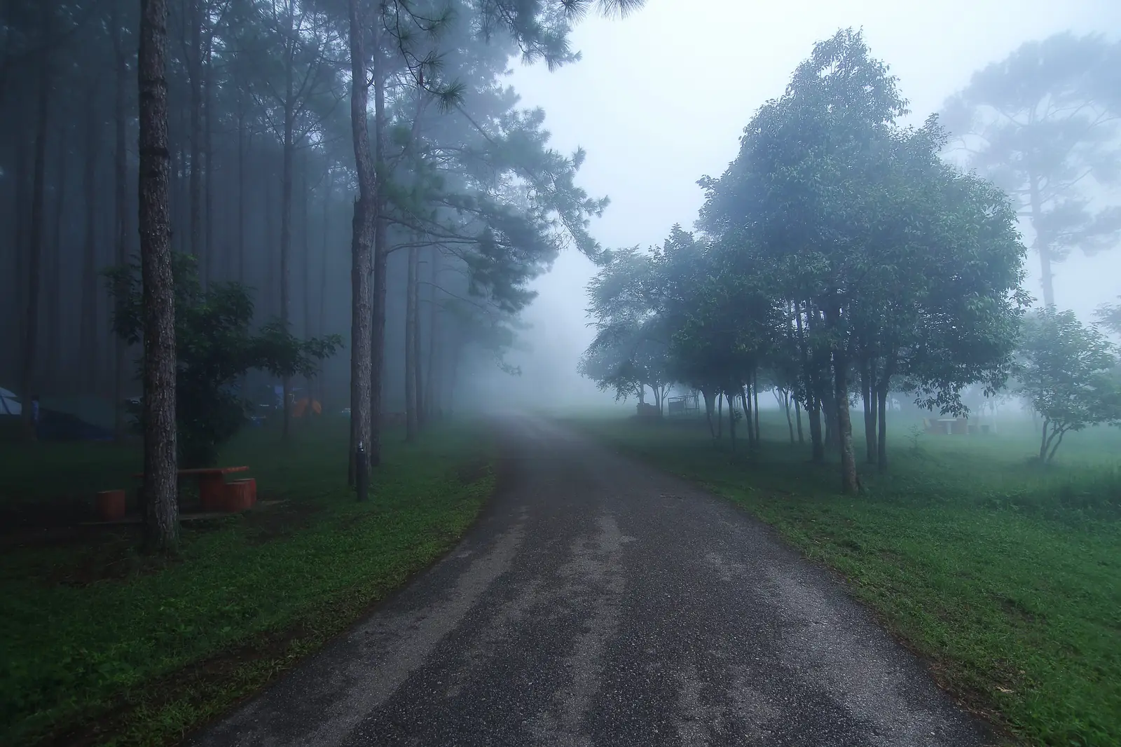A road disappearing into thick fog between trees