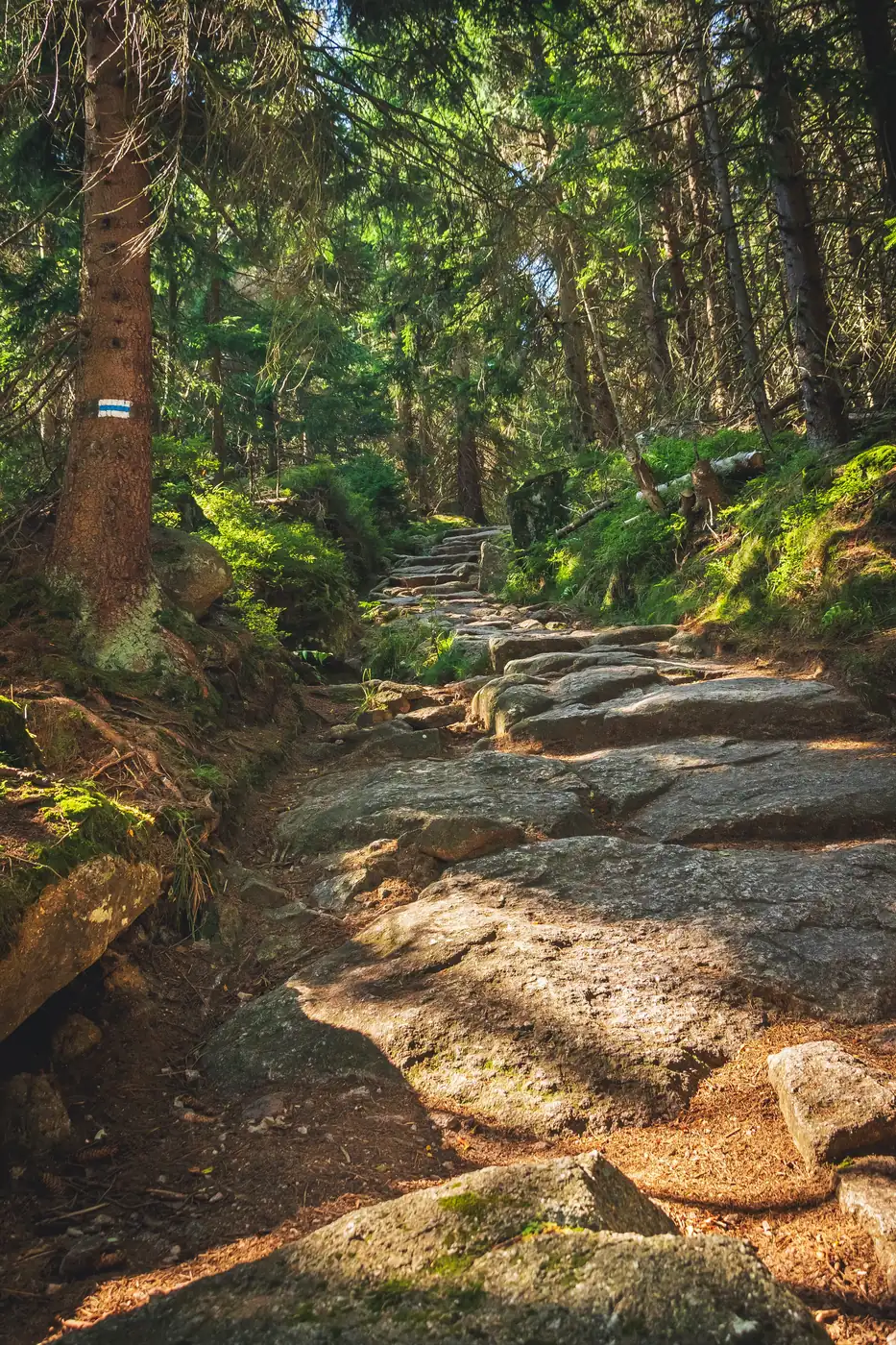 Stone steps leading up a forest trail