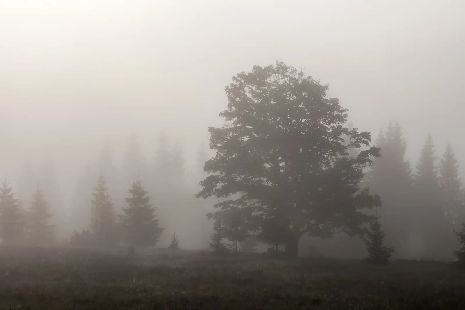A lone tree in a grey, misty field under a heavy overcast sky