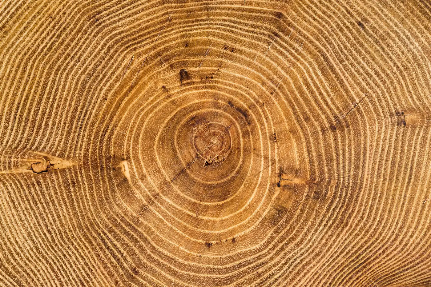 Close-up of the growth rings in a cut tree trunk